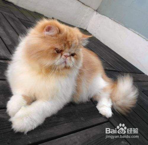 个人养波斯猫的日常护理方法公开