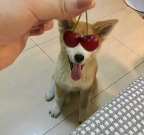自家主子胖了怎么办？管住嘴 + 迈开腿=完美身材！