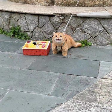 宠物狗狗的日常萌