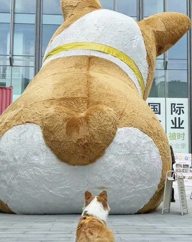 小柯基看到大柯基的PP都被震撼到了‼️