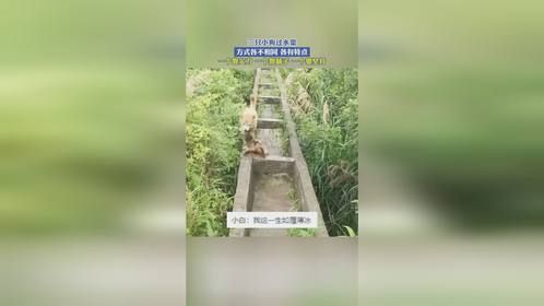 三只小狗过水渠方式各不相同 一个靠实力 一个靠脑子 一个靠坚持