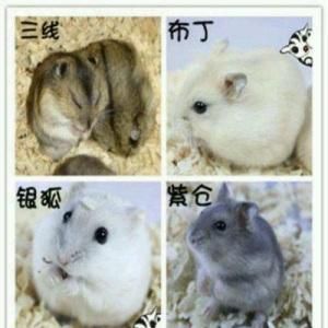 紫仓仓鼠的寿命多长时间正常,紫仓可以活多久