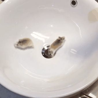 没有仓鼠跑轮怎么办？其实家里的洗手池照样能让仓鼠来运动 