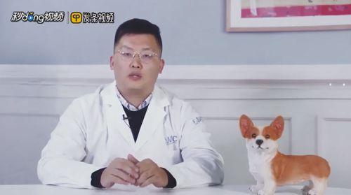 宠物兔睡觉习惯有哪些？