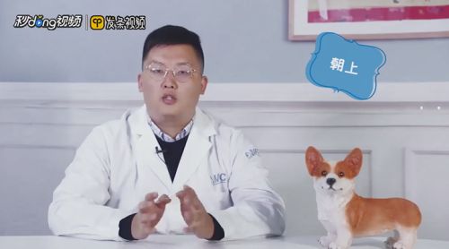 宠物兔睡觉习惯有哪些？