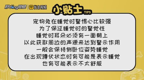 宠物兔睡觉习惯有哪些？