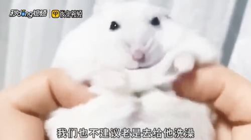 仓鼠会游泳吗