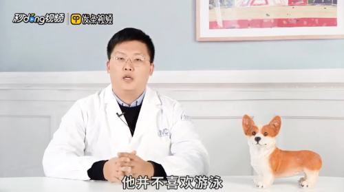 仓鼠会游泳吗