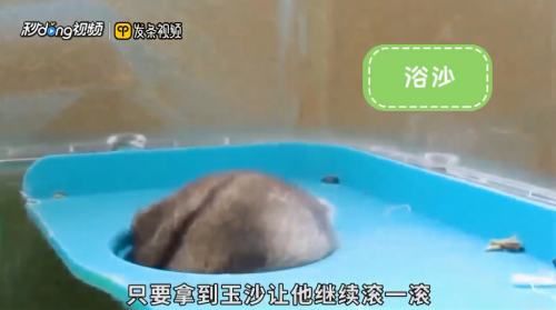 仓鼠会游泳吗