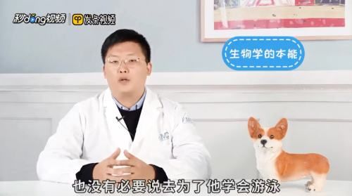 仓鼠会游泳吗