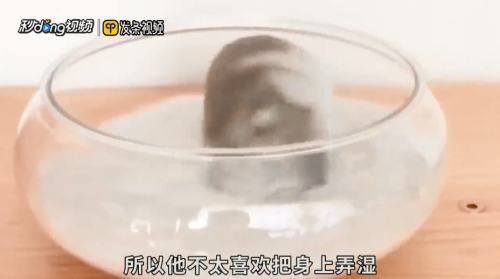 仓鼠会游泳吗