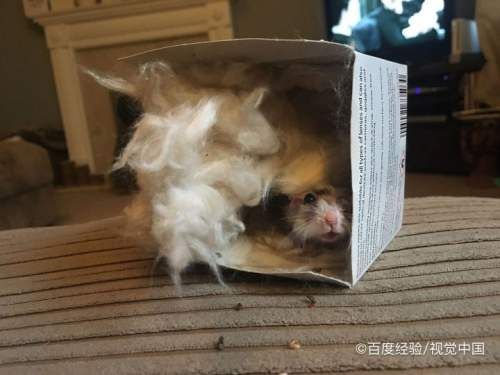 怎么给仓鼠保暖