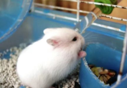 银狐仓鼠：选择、饲养与注意事项