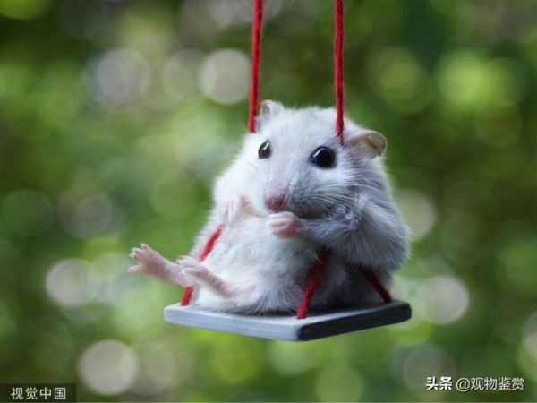 仓鼠是否一定需要跑轮?仓鼠没有跑轮用什么代替,才能达到运动量