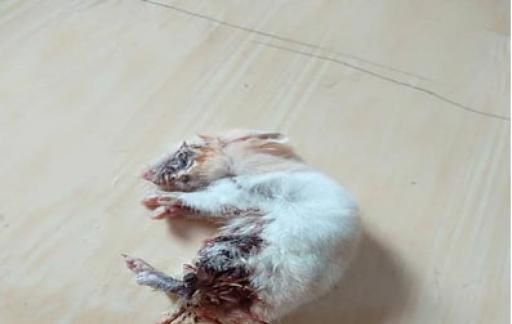 仓鼠掉水里了碍事吗