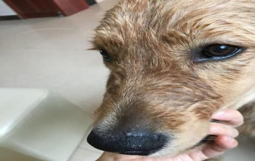 狗狗鼻子干怎么处理