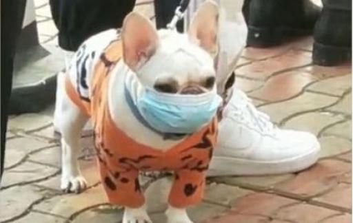 狗需不需要做核酸呢