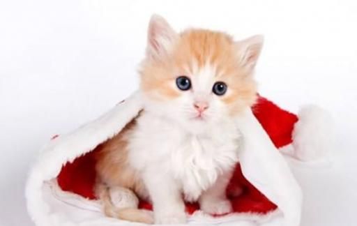 猫老是往外跑如何改变