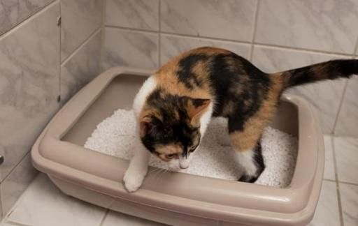 猫把屎拉在猫砂盆外面怎么处理