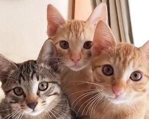 营养均衡的猫咪饮食（以宠物为主）