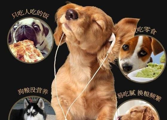 提高金毛免疫力的饮食指南（营养均衡，健康宠物无忧；金毛食谱大公开）