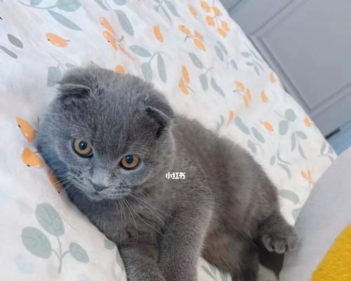 折耳猫的饮食需求（宠物护理之如何为折耳猫提供营养均衡的饮食）