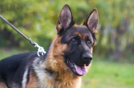 德牧成犬营养全攻略：精选食材与均衡饮食秘籍