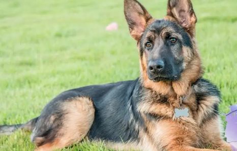德牧成犬营养全攻略：精选食材与均衡饮食秘籍