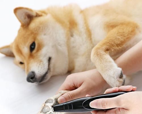 狗狗夏季护理（宠物护理技巧、毛发与温度、剃毛的利弊、保护狗狗健康的建议）