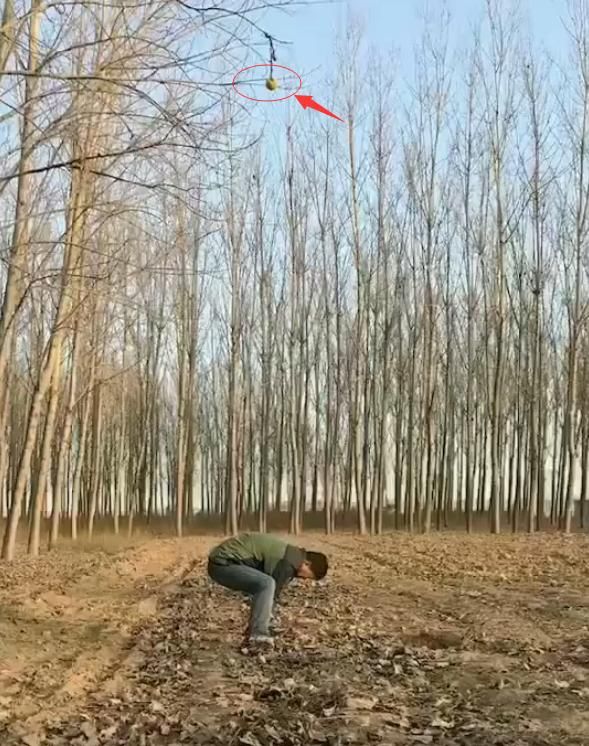 马犬挑战跳高5米取球，整个过程太燃了，看的很过瘾！