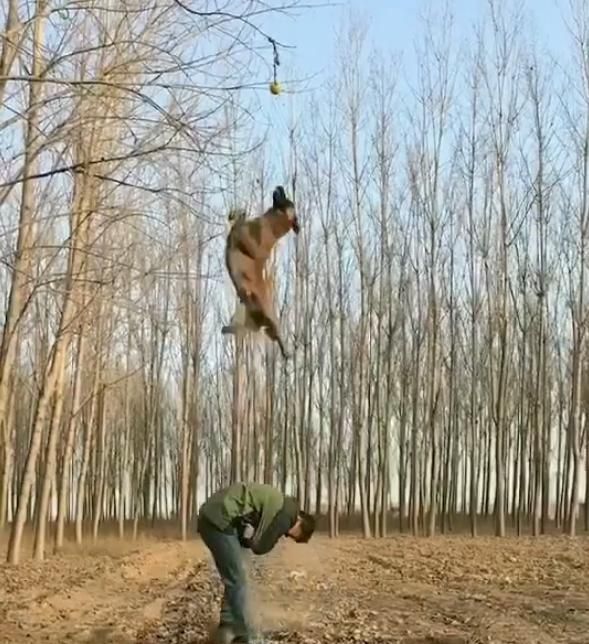 马犬挑战跳高5米取球，整个过程太燃了，看的很过瘾！