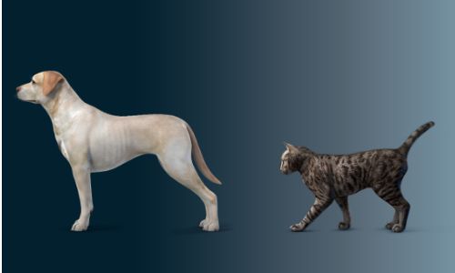 健康身体状况评分 - 猫、犬