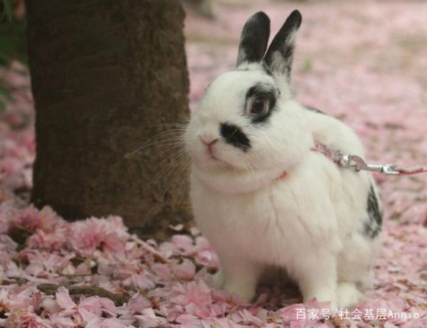 小型宠物兔子品种：你都养过哪些宠物兔子？