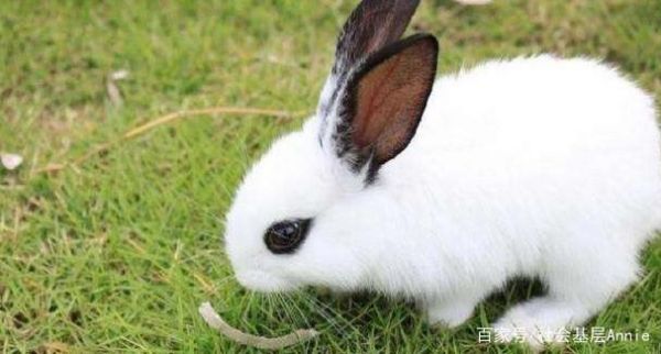 小型宠物兔子品种：你都养过哪些宠物兔子？