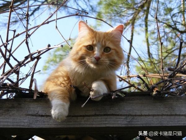 猫咪太粘人怎么办？四招，教你缓解猫咪分离焦虑