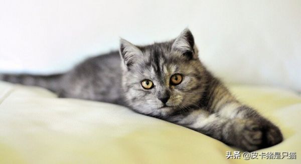 猫咪太粘人怎么办？四招，教你缓解猫咪分离焦虑