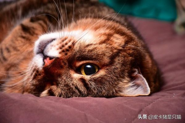 猫咪太粘人怎么办？四招，教你缓解猫咪分离焦虑