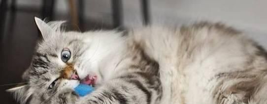 猫咪皮下注射图解——宠物健康必备技能（轻松学会给猫咪皮下注射）