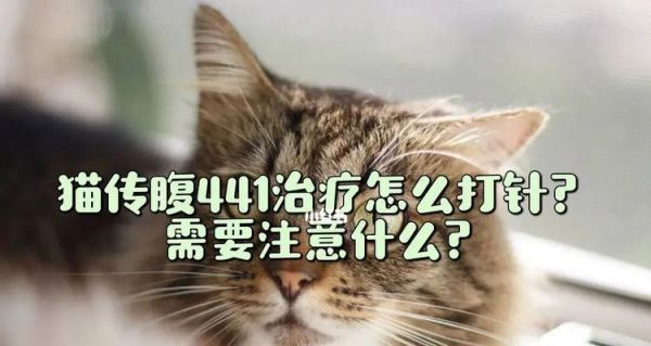 猫咪皮下注射图解——宠物健康必备技能（轻松学会给猫咪皮下注射）