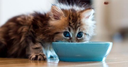宠物猫狗怎么训练？快看这篇日常驯养技巧
