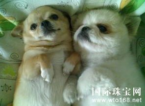 宠物火化后别样纪念 北京*例宠物骨灰钻石诞世