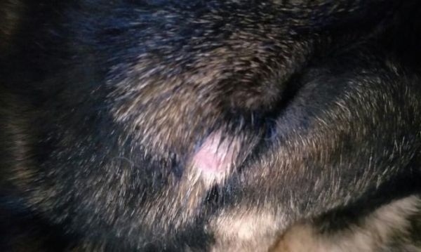 掌握宠物护理技巧，让狗狗健康无皮屑（掌握宠物护理技巧，让狗狗健康无皮屑）