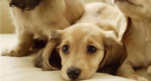 如何培养宠物犬猫咪的良好习惯（从日常生活）