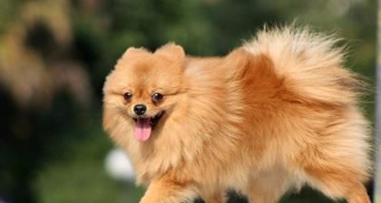 如何培养宠物犬猫咪的良好习惯（从日常生活）