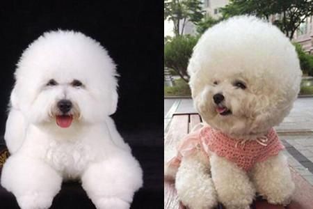 可爱萌宠比熊犬的品种简介 双目有神似乎在与人对话