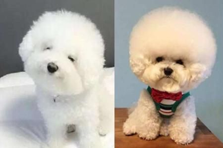可爱萌宠比熊犬的品种简介 双目有神似乎在与人对话