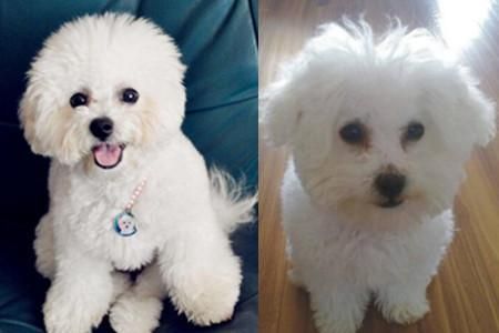 可爱萌宠比熊犬的品种简介 双目有神似乎在与人对话