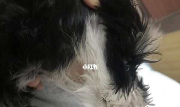 雪纳瑞的各种皮肤病详解（从病因到治疗，全面解析如何保护您的宠物）