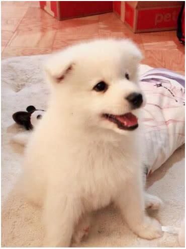 萨摩耶看似高大威猛，本质却是吃货附体，还是只很会撒娇的小狗狗