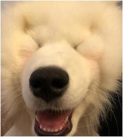 萨摩耶看似高大威猛，本质却是吃货附体，还是只很会撒娇的小狗狗